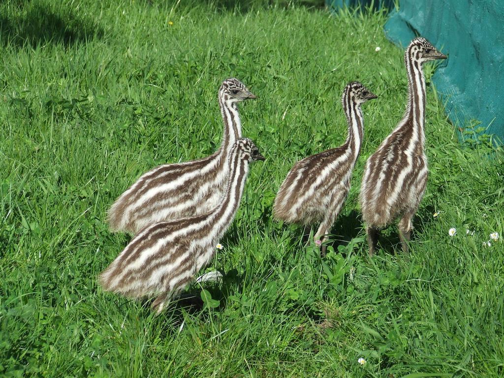 Runciman Berries And Emus B&B Ramarama Екстериор снимка