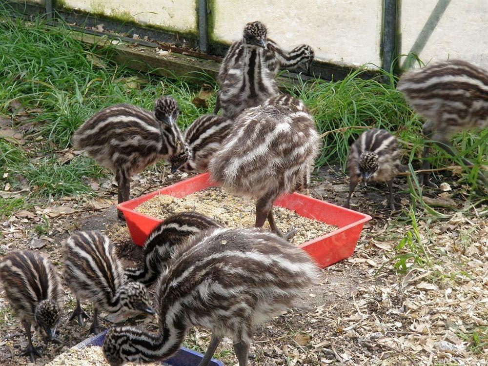 Runciman Berries And Emus B&B Ramarama Екстериор снимка