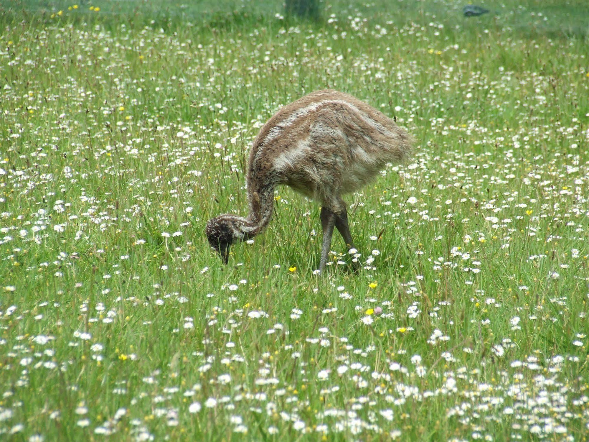 Runciman Berries And Emus B&B Ramarama Екстериор снимка